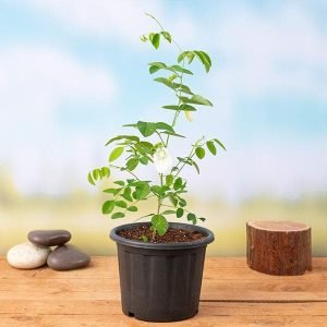 Clitoria Ternatea, Gokarna (White) - Plant