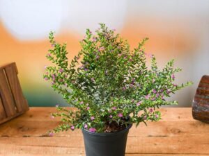 Cuphea Hyssopifolia Lavender - Plant