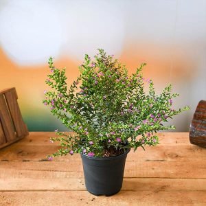 Cuphea Hyssopifolia ( Lavender) - Plant