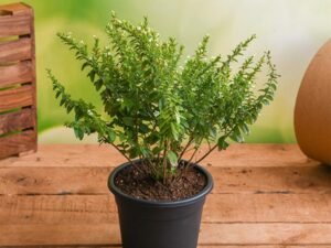 Cuphea Hyssopifolia (White) - Plant