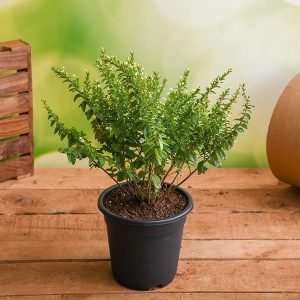 Cuphea Hyssopifolia (White) - Plant