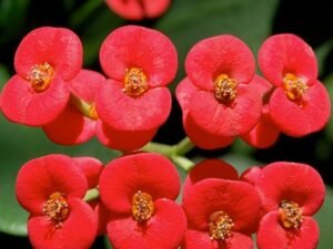 Red Euphorbia - Succulent Plant