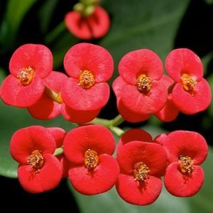 Euphorbia (Red) - Succulent Plant