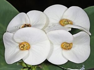 White Euphorbia - Succulent Plant