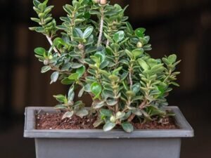 Ficus iceland Bonsai - Plant