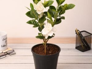 Gardenia, Ananta - Plant