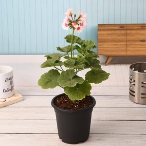 Geranium (Any Color) - Plant