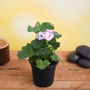 Geranium Ivy, Geranium Creeper (Baby Pink) - Plant