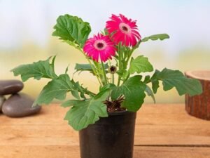 Dark Pink Gerbera - Plant