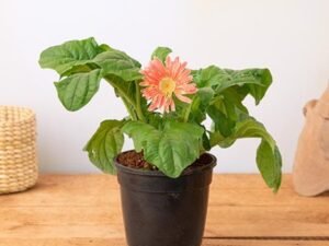 Pink Gerbera - Plant