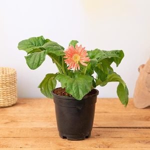 Gerbera (Pink) - Plant