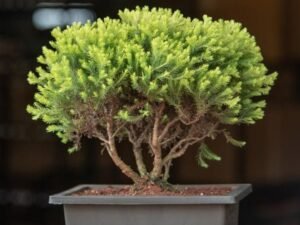 Golden cypress Bonsai - Plant