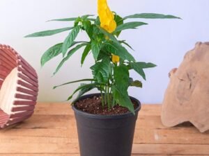 Lollipop Plant, Golden Shrimp - Plant