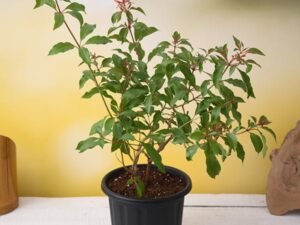 Hamelia patens Dwarf - Plant