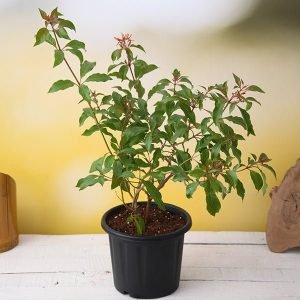 Hamelia patens Dwarf - Plant