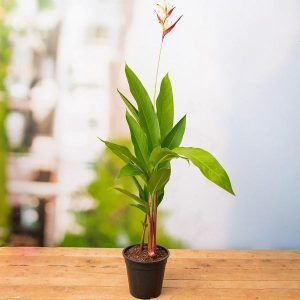 Heliconia Psittacorum, Heliconia Lady Diana (Orange) - Plant