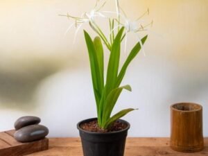 Hymenocallis Caribaea, Spider Lilly - Plant