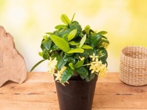 Mini Dwarf Yellow Ixora - Plant