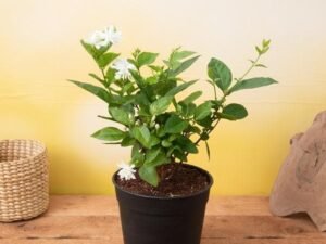 Jasminum sambac, Mogra, Arabian Jasmine - Plant