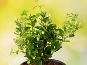 Juhi, Jasminum Auriculatum - Plant