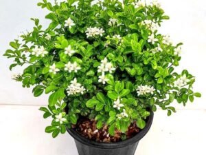Kamini - Plant