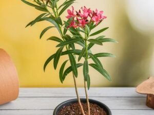 Nerium Oleander Single Petal
