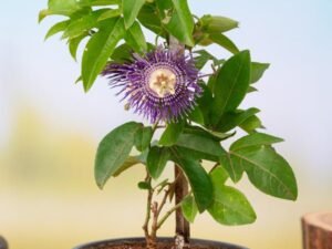 Krishna Kamal, Passion flower, Passiflora incarnata (Purple) - Plant