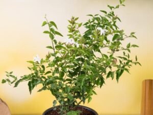 Kunda, Downy Jasmine - Plant