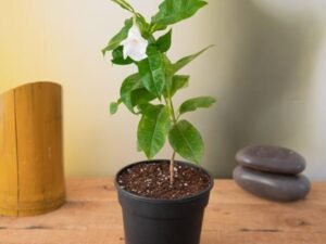 White Mandevilla - Plant