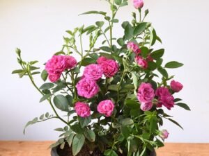 Miniature Rose, Button Rose (Any Color) - Plant