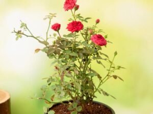 Red Miniature Rose, Button Rose (Red) - Plant