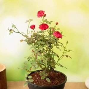Miniature Rose, Button Rose (Red) - Plant