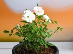 Miniature Rose, Button Rose (White) - Plant