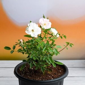 Miniature Rose, Button Rose (White) - Plant