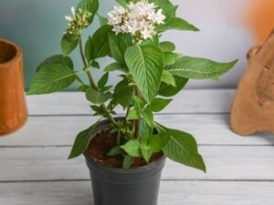 Pentas White - Plant