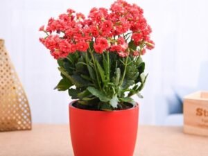 Kalanchoe (Any Color) - Plant