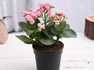 Light Pink Kalanchoe - Plant