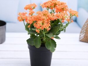 Orange Kalanchoe - Plant