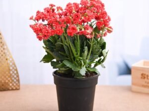 Red Kalanchoe - Plant