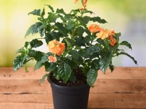 Abuli, Firecracker Flower - Plant