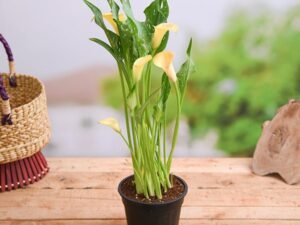 yellow Calla Lily - Plant