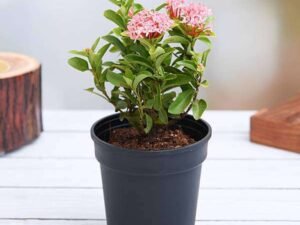 Ixora Mini Dwarf (Pink) - Plant