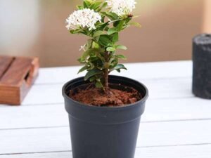 Mini Dwarf White Ixora - Plant