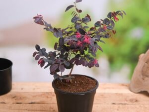 Loropetalum, Chinese Fringe Bush - Plant