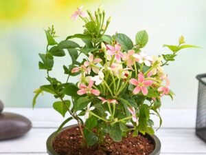 Madhumalti Dwarf, Rangoon Creeper - Plant