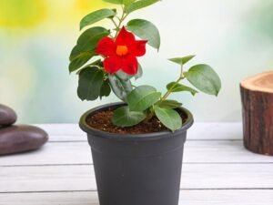 Red Mandevilla - Plant