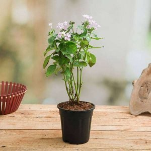 Pentas (Pink) - Plant