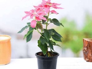 Pink Poinsettia, Christmas Flower (Pink) - Plant