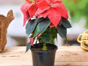 Red Poinsettia, Christmas Flower (Red) - Plant