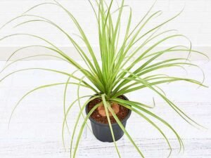 Pony Tail Palm, Beaucarnea Recurvata - Plant